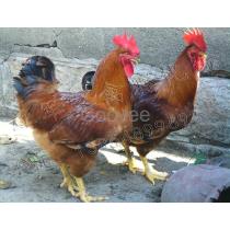 2018年東莞土雞蛋廠商批發(fā)與報(bào)價(jià)及家禽孵化服務(wù)概覽