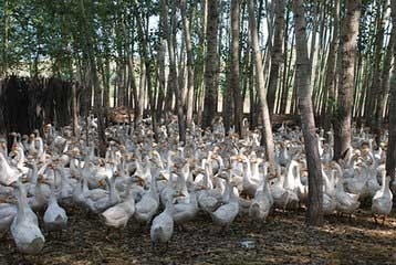 長明家禽孵化 技術(shù)與實(shí)踐的完美結(jié)合