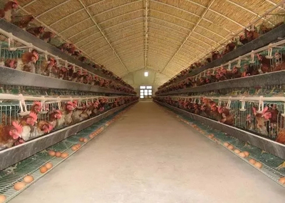 高溫天氣對(duì)雞群的影響及家禽孵化應(yīng)對(duì)措施