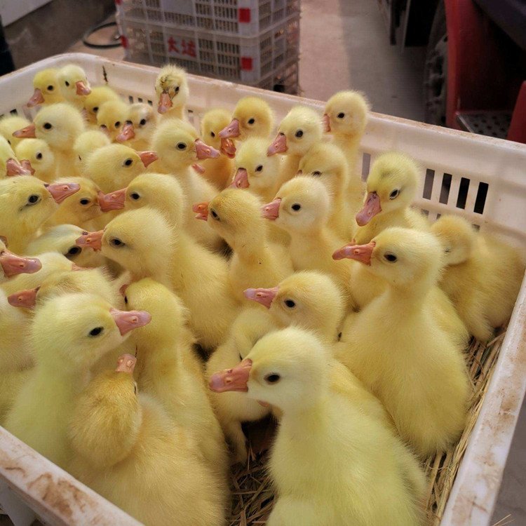 皖西小鵝苗養(yǎng)殖場(chǎng)與大型保種孵化基地——白鵝品種與家禽養(yǎng)殖的完美結(jié)合