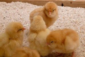 家禽小雞孵化、性別分辨與養(yǎng)殖技術(shù)詳解