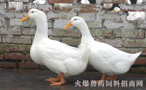 華龍家禽孵化中心 引領(lǐng)家禽孵化的專業(yè)力量