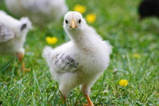 家禽小雞的孵化、性別分辨、喂養(yǎng)要點(diǎn)及養(yǎng)殖技術(shù)