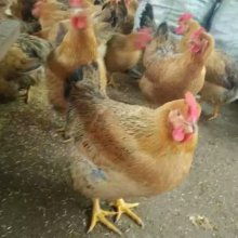 家禽孵化 從蛋到生命的奇妙旅程