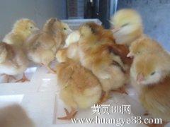 山東純種公雞苗購(gòu)買指南 紅軍家禽孵化場(chǎng)及更多選擇