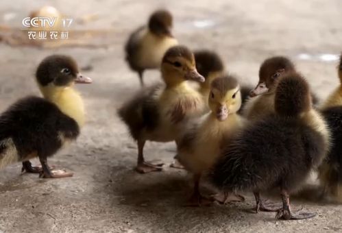 茂名男子巧養(yǎng)番鴨，年銷3800萬(wàn)成就財(cái)富傳奇