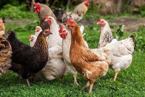 揭秘家畜家禽大不同——家禽孵化的奧秘