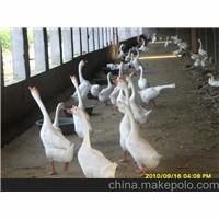 專業(yè)家禽孵化新標(biāo)桿 石家莊順鑫孵化廠優(yōu)質(zhì)鵝苗孵化全解析