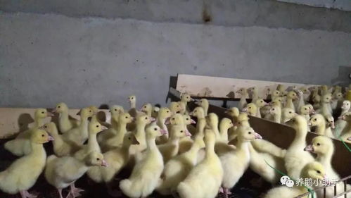 家禽育雛養(yǎng)殖新突破 巧用科學(xué)方法，輕松告別氨氣困擾